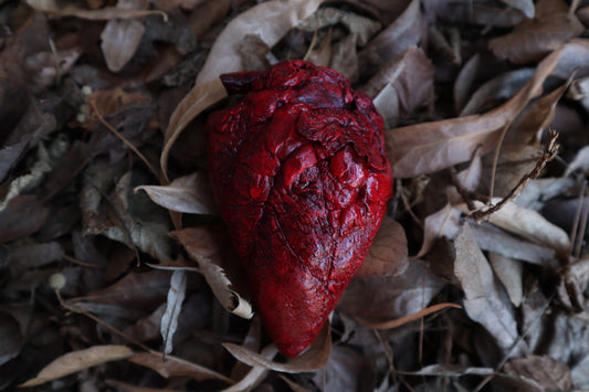 Dry Preserved Whitetail Deer Heart