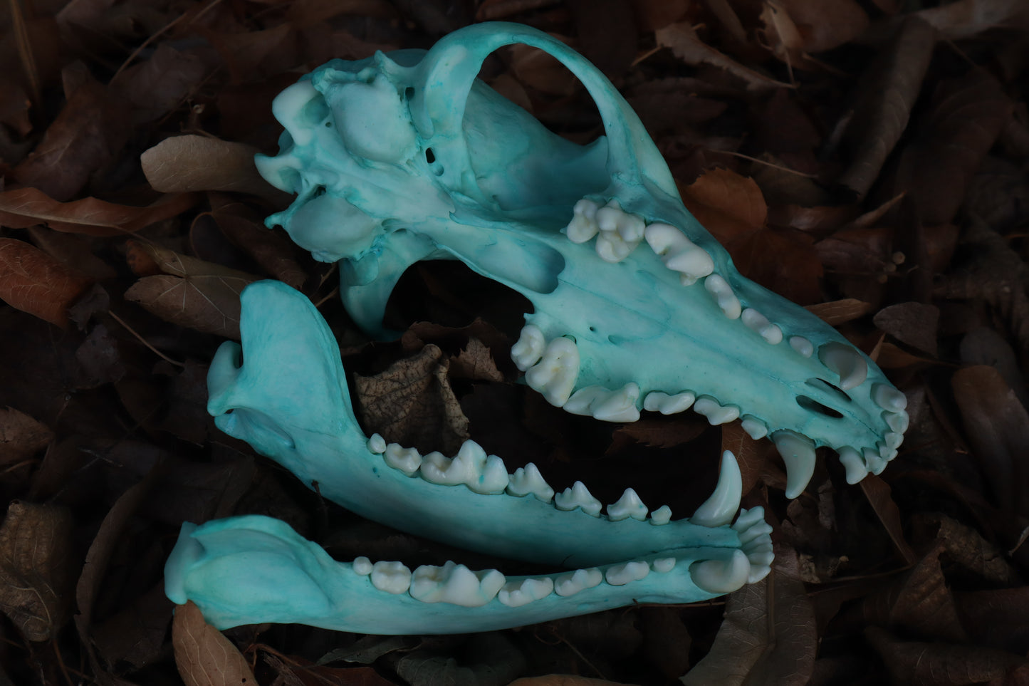 Blue Copper Coyote Skull
