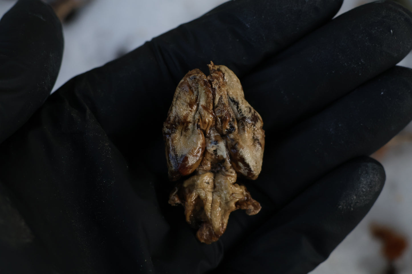 Beaver Skull and Brain