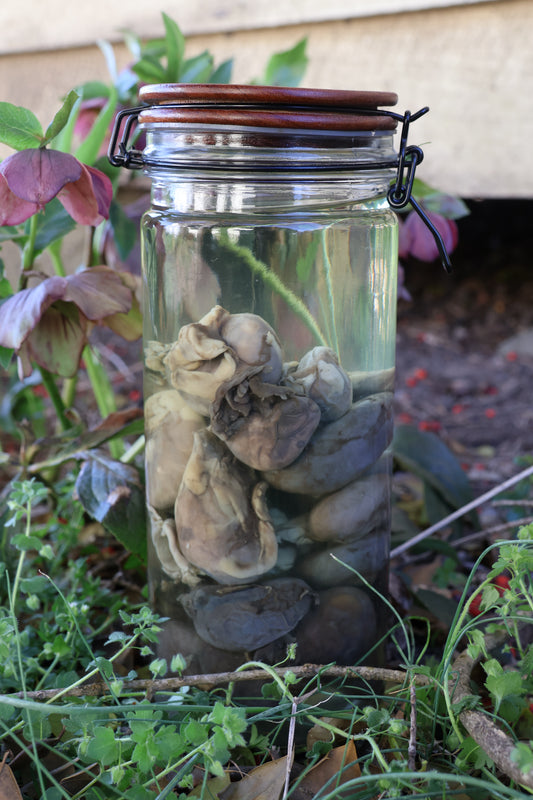 Jar of Many Kidneys