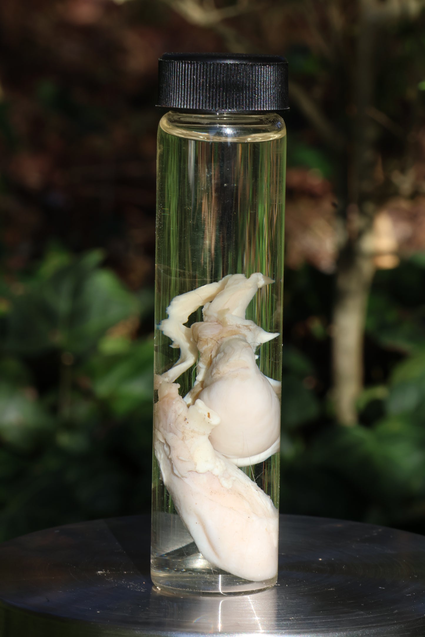 Wet Specimen Wolf Testicles