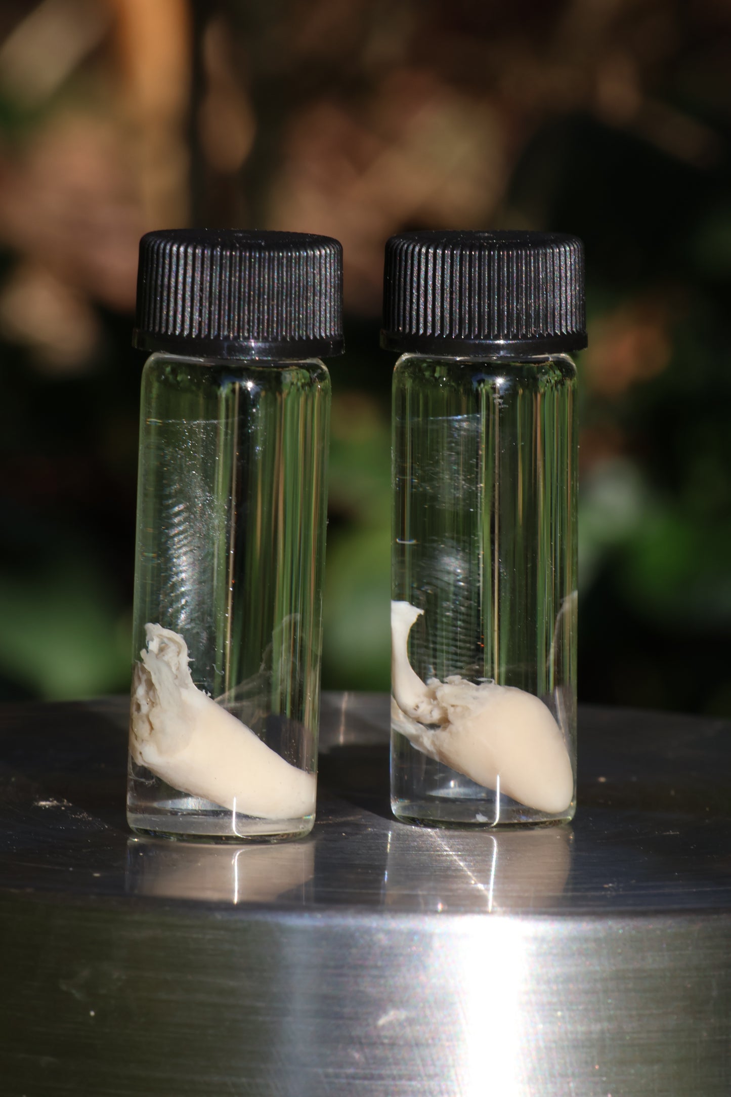 Baby Chick Heart Wet Specimen
