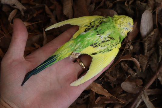 Dry Preserved Parakeet