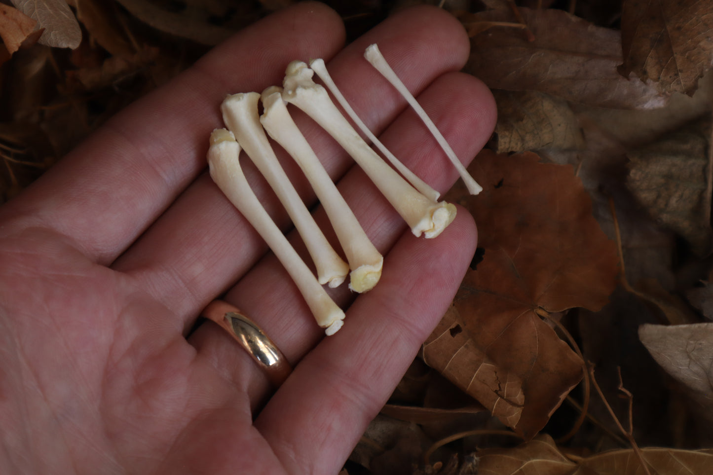 Reserved for Jess - Kitten Bone Lot