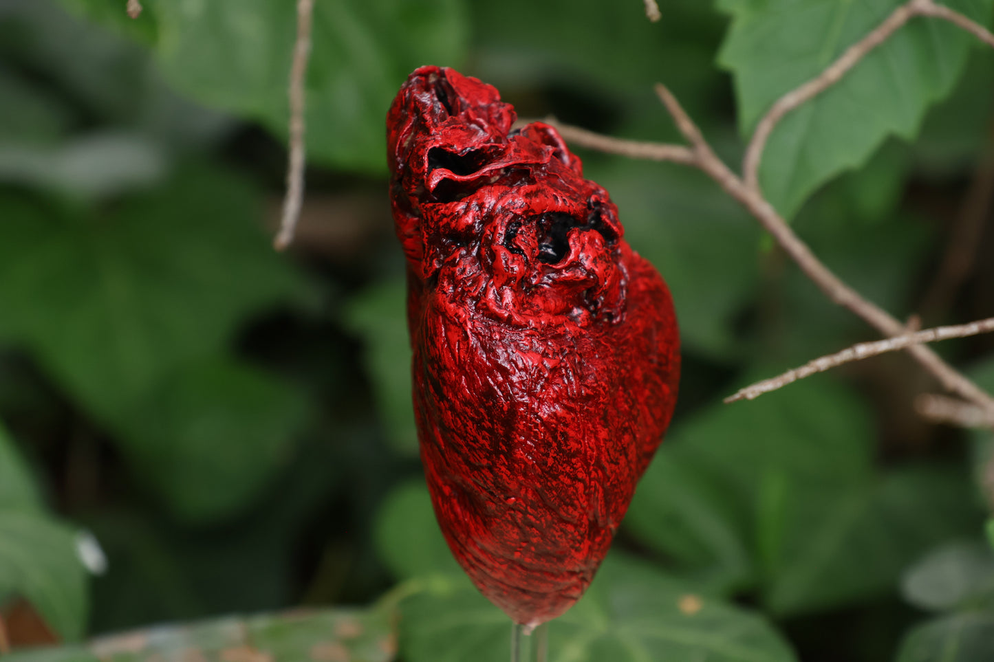 Dry Preserved Coyote Heart