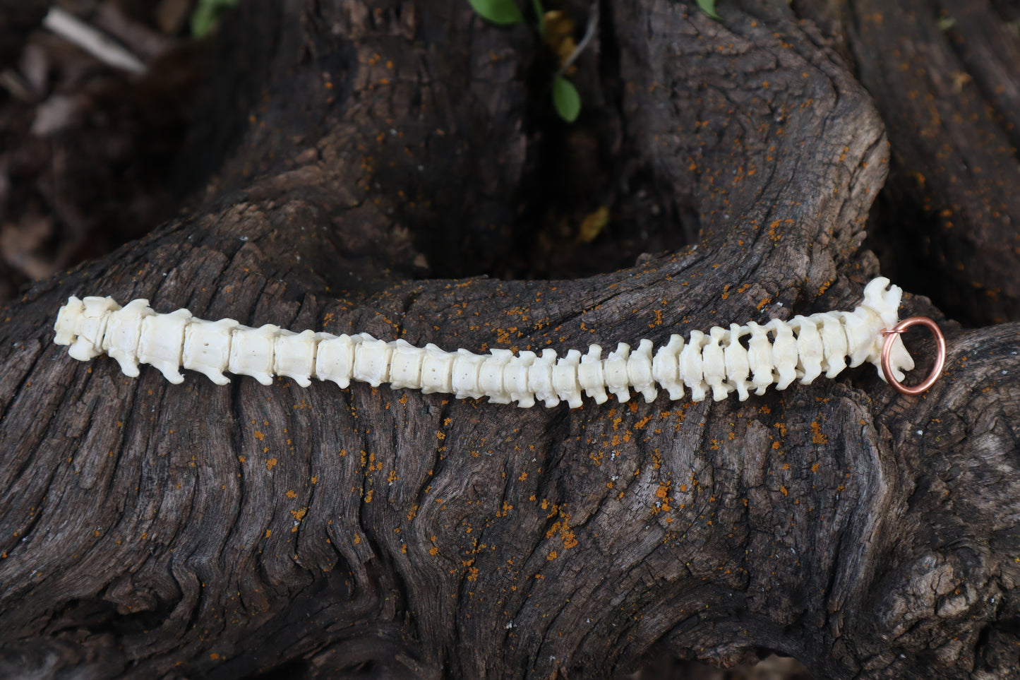 Kitten Spinal Column Articulation