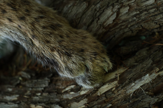 Dry Preserved Bobcat Arm