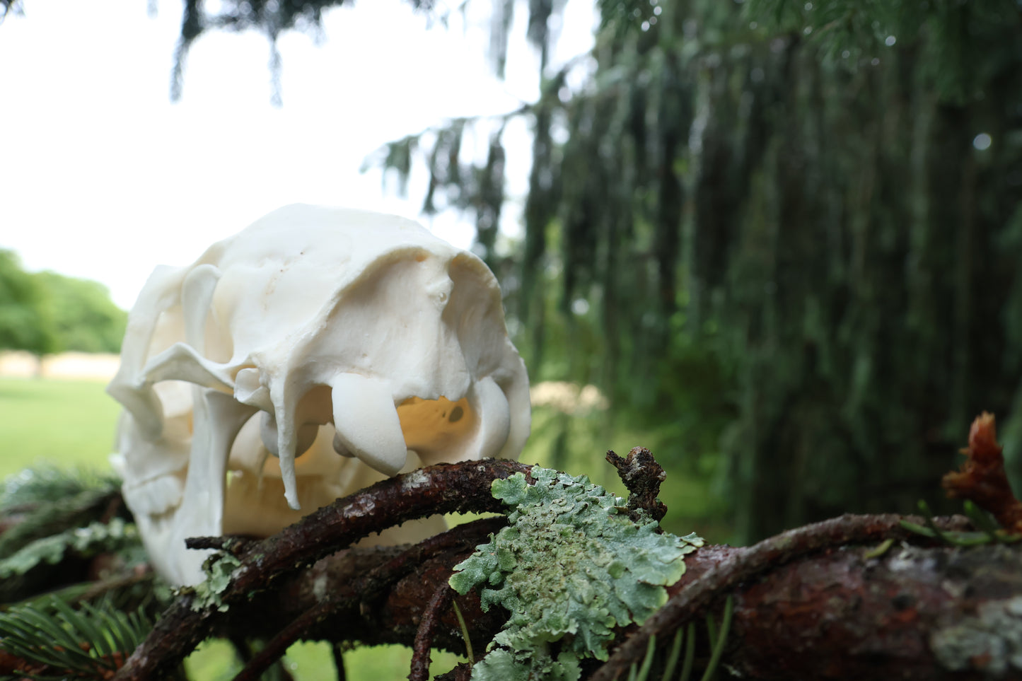 Whitetail Doe Skull
