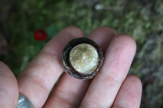 Dry Preserved Bobcat Eyeball
