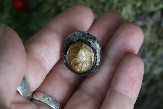 Dry Preserved Bobcat Eyeball