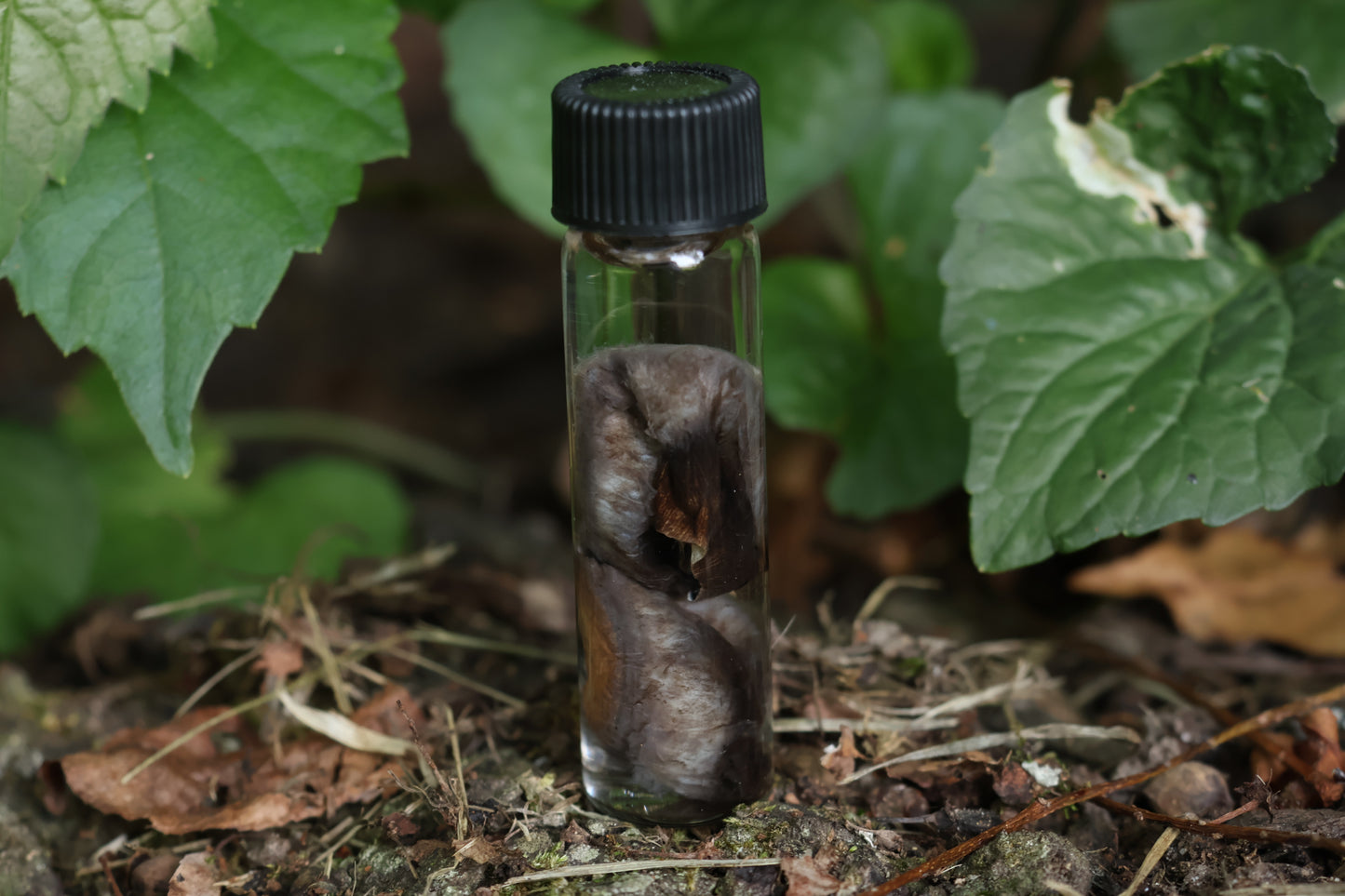 Wet Specimen Bobcat Choroids
