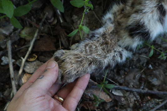 Soft Tanned Bobcat Arm