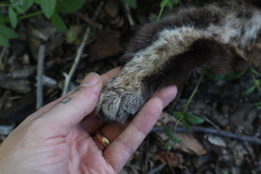 Soft Tanned Bobcat Leg