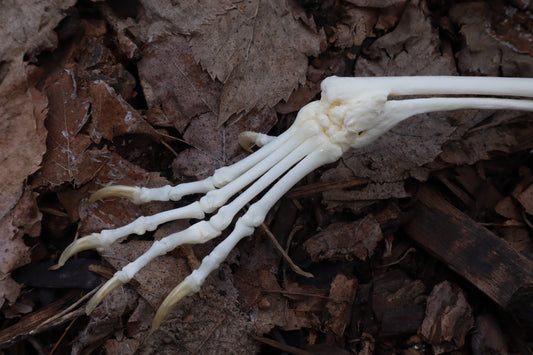 Pathological Red Fox Arm Articulation