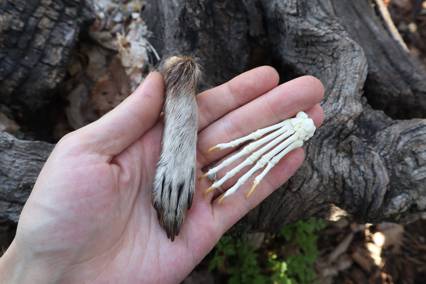 Raccoon Paws Inside and Out