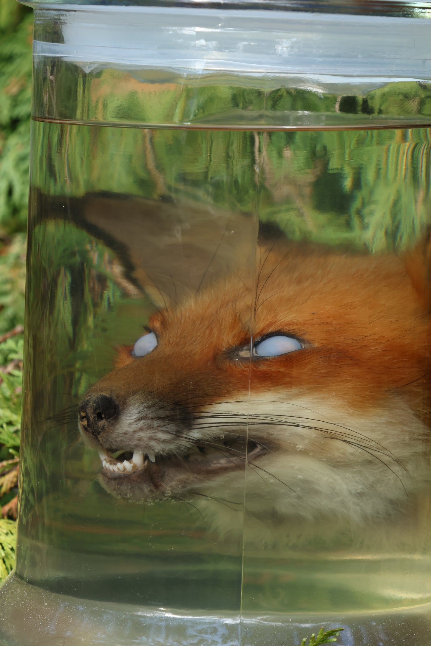 Red Fox Head Wet Specimen