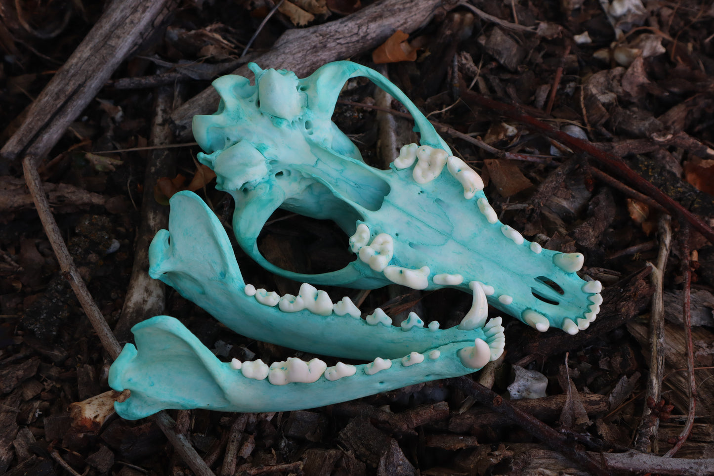Pathological Blue Copper Coyote Skull