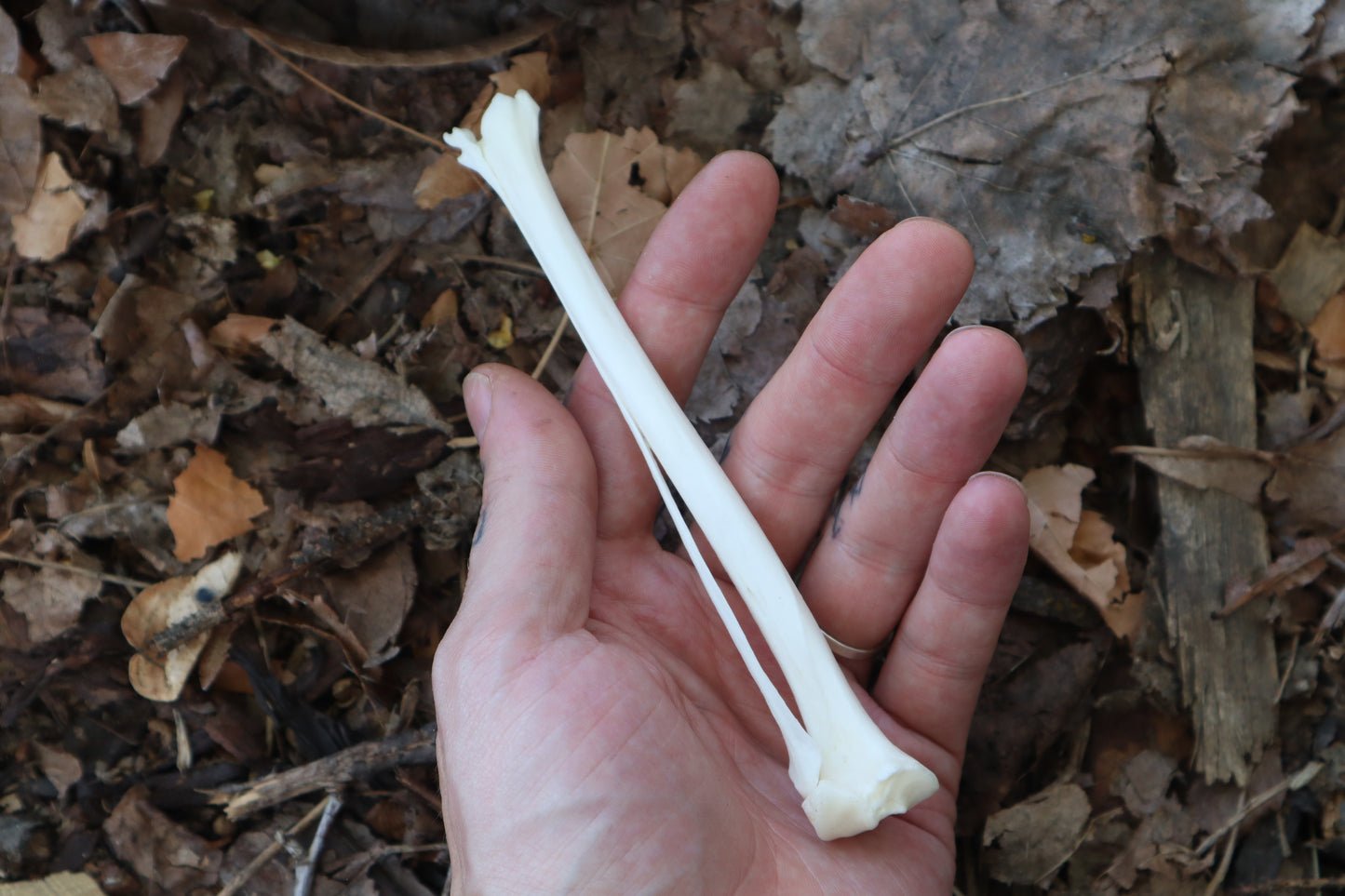 Red Fox Bone Incense Burner