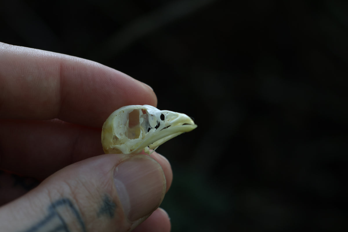 Baby Chick Skull