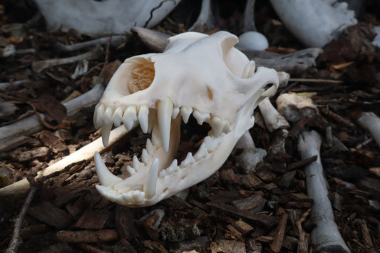 Pathological Coyote Skull