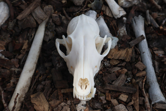 Red Fox Skull