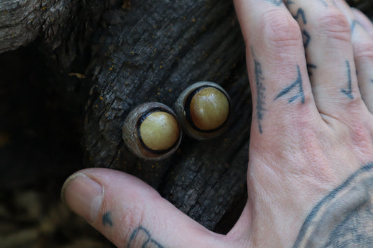 Dry Preserved Coyote Eyeballs