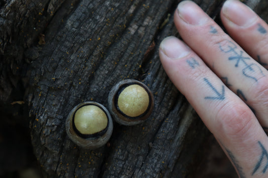 Dry Preserved Coyote Eyeballs