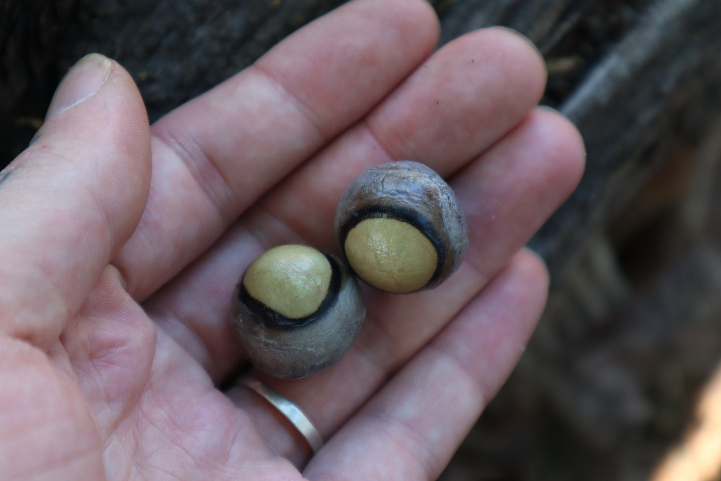 Dry Preserved Coyote Eyeballs