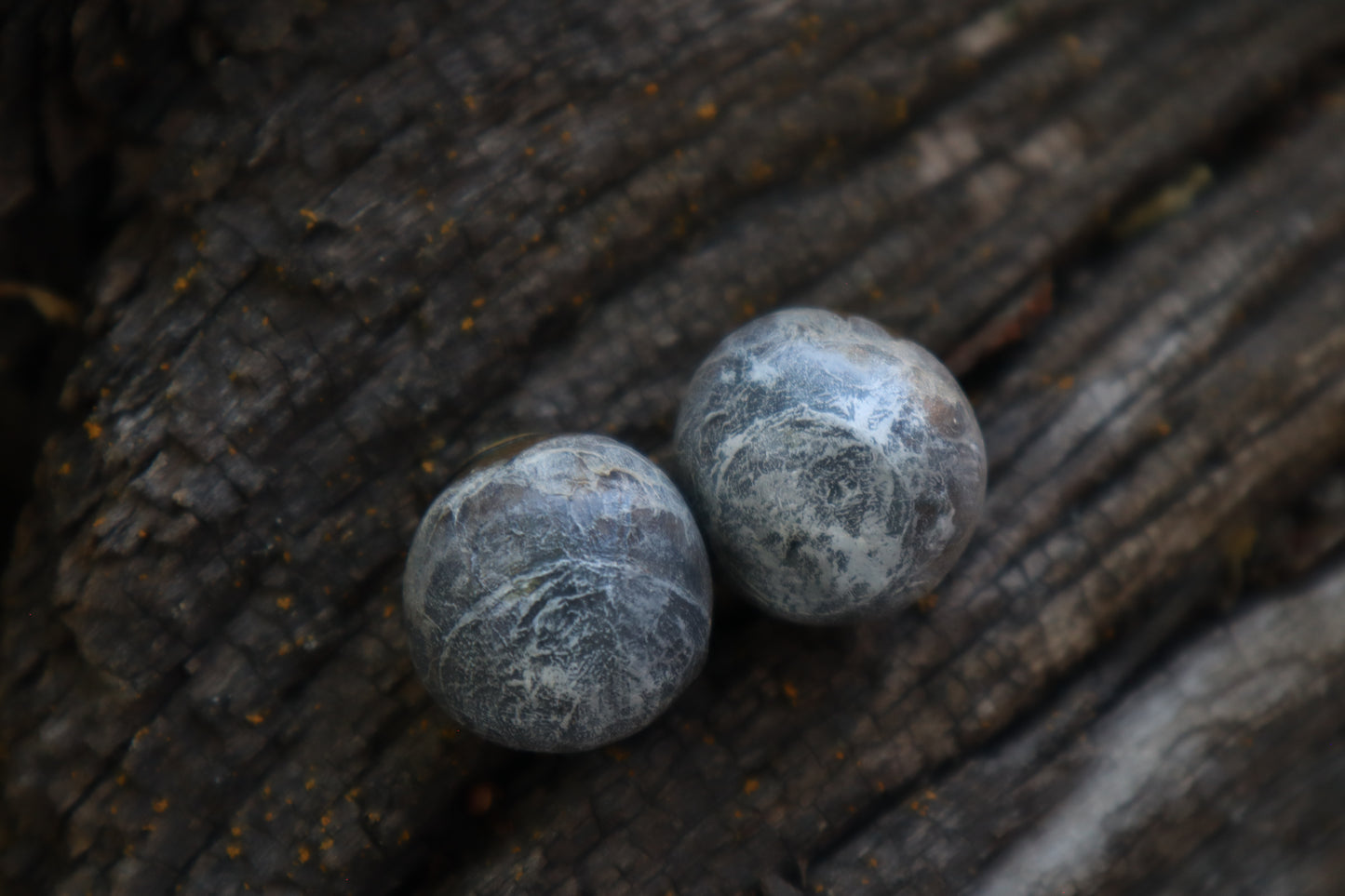 Dry Preserved Coyote Eyeballs