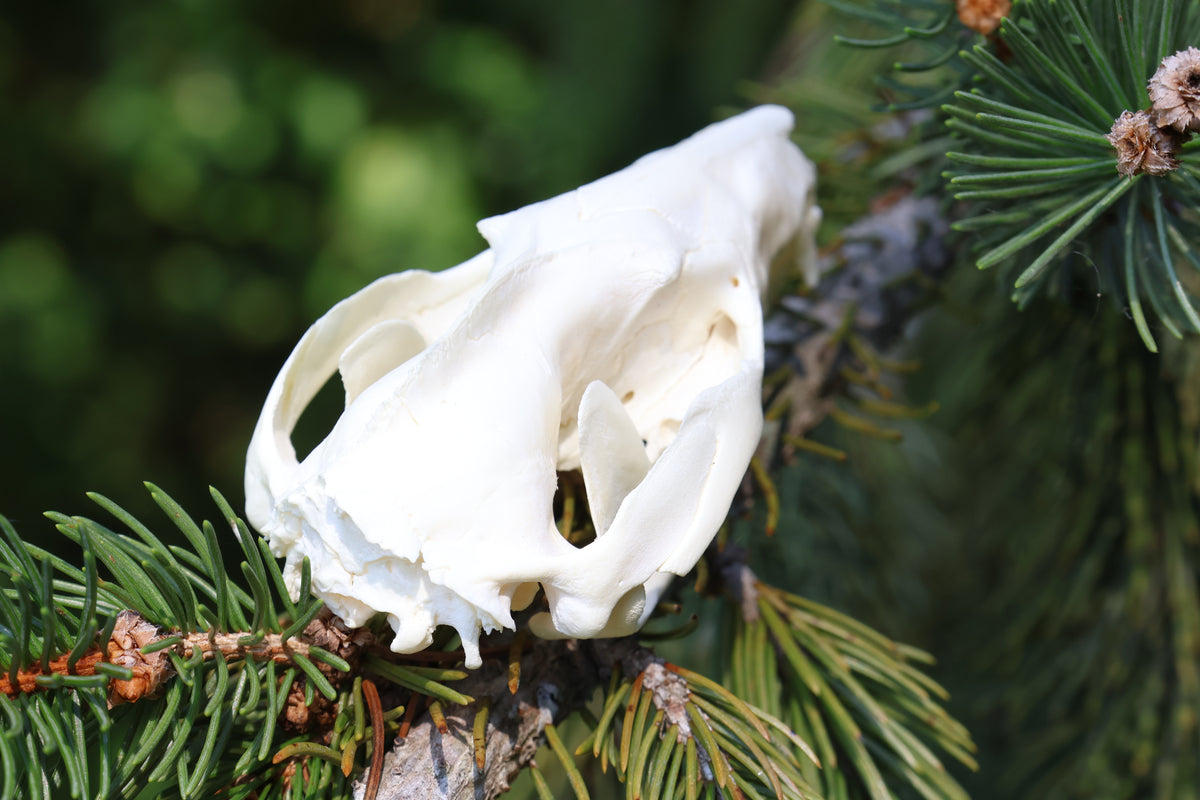 Opossum Skull