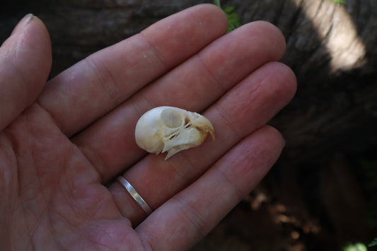 Parakeet Skull