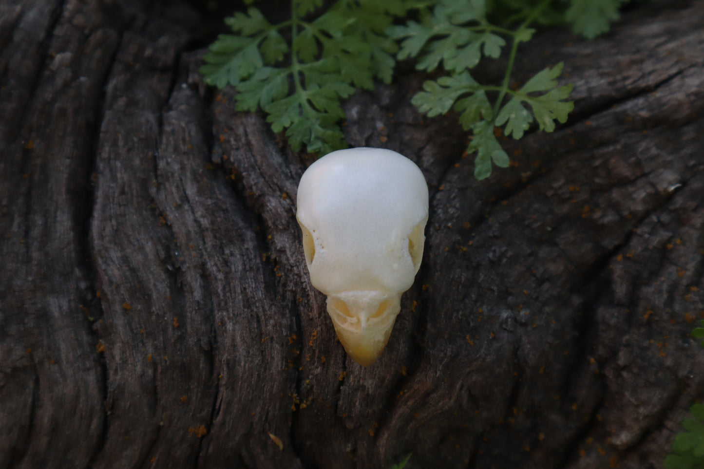 Parakeet Skull