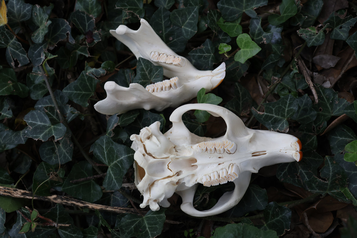 Beaver Skull