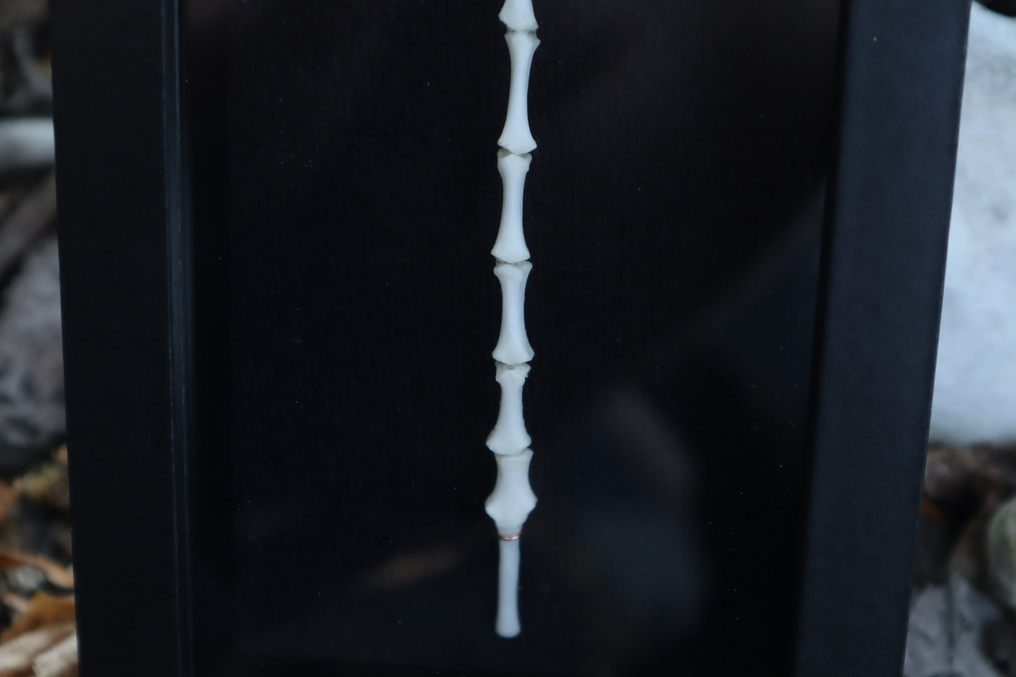 Black Cat Sternum Articulation