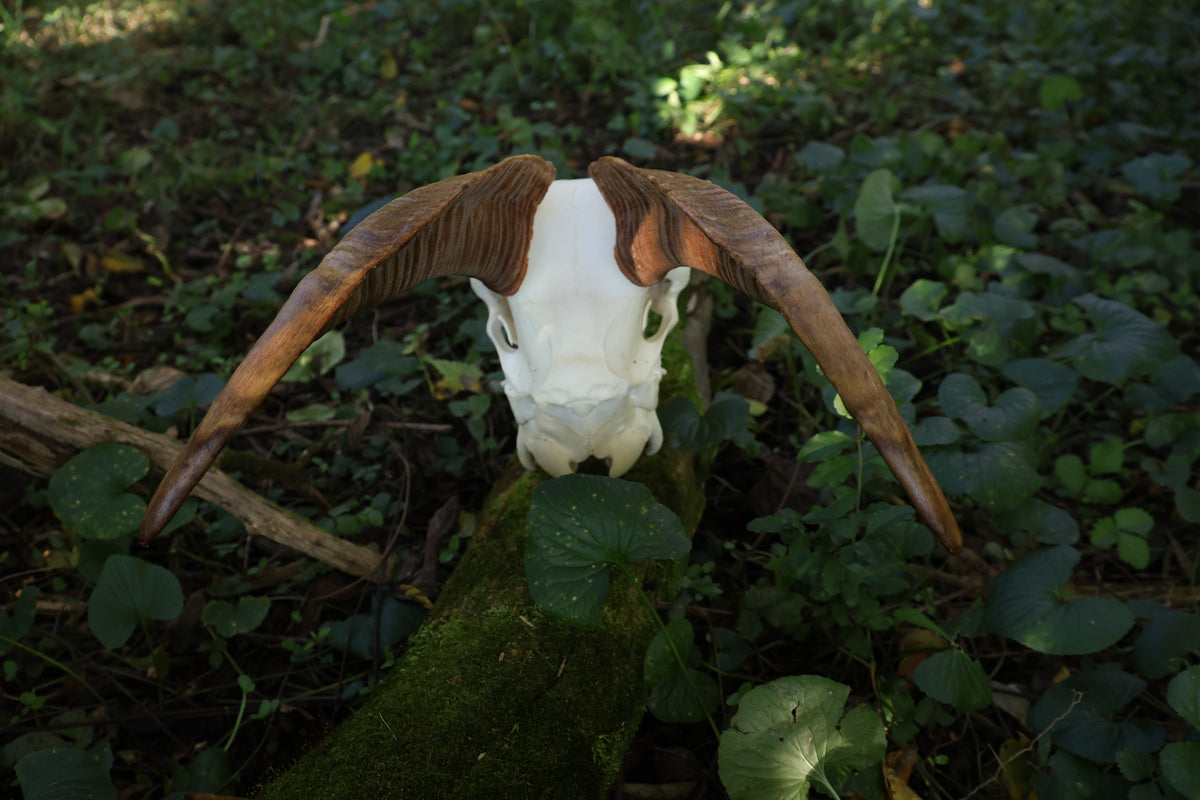 Horned Goat Skull with Dry Preserved Eyes
