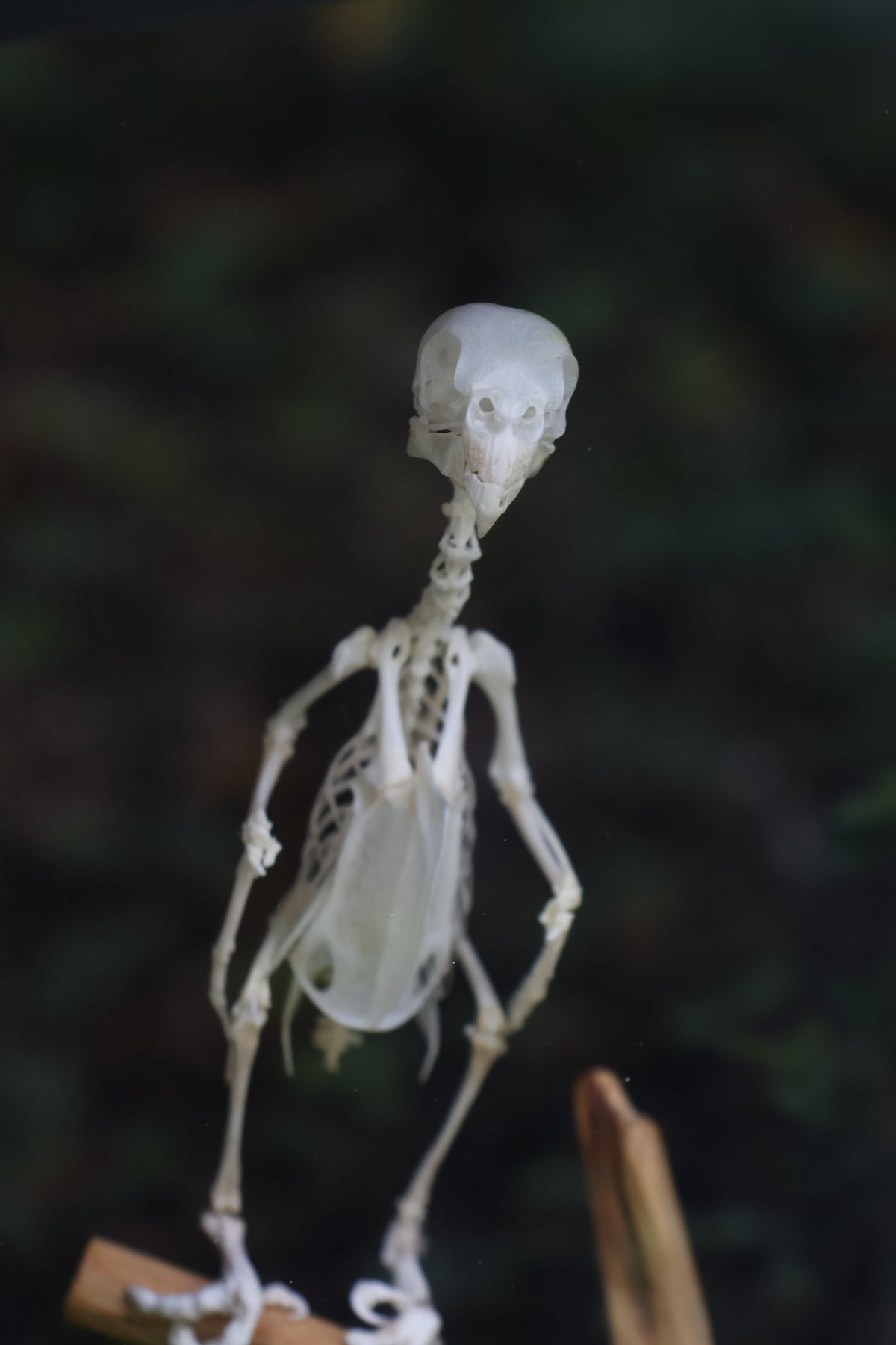 Articulated Parakeet Skeleton