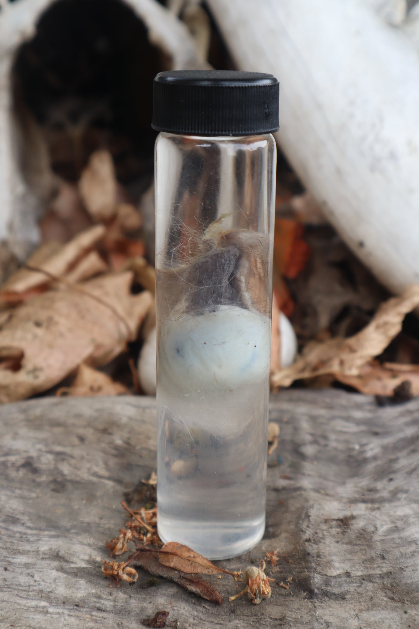 Wet Specimen Opossum Testicles