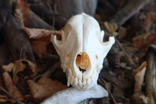 Craft Coyote Skull