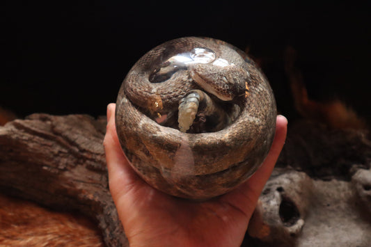 Rattlesnake Crystal Ball Wet Specimen