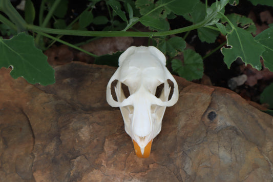 Muskrat Skull