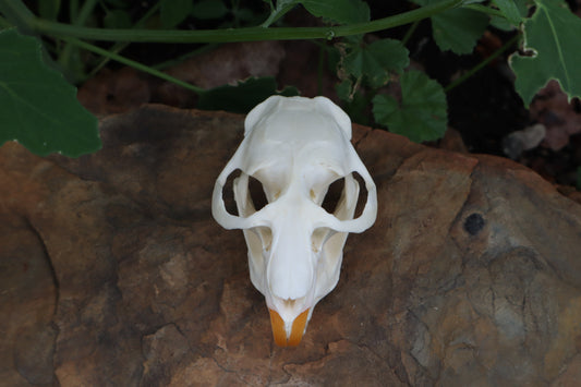 Muskrat Skull