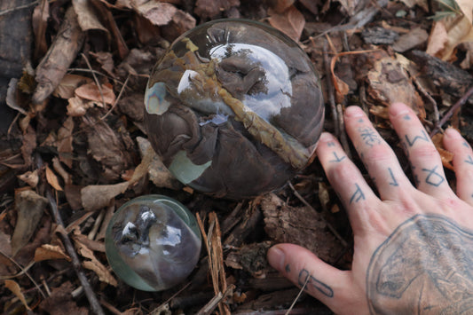 Wet Specimen Bobcat Heart and Lungs Crystal Balls