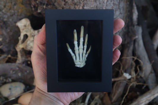 Reserved for Melina - Beaver Paw Articulation