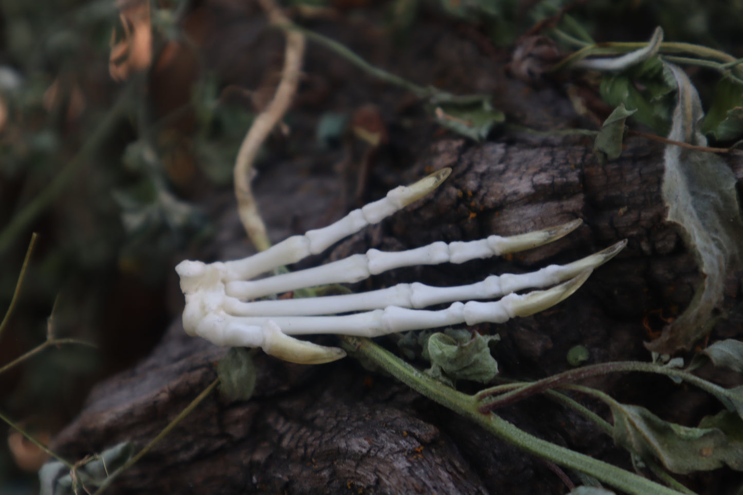 Lucky Cottontail Rabbit Paw Articulation