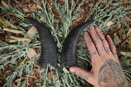 Goat Horns - Pair