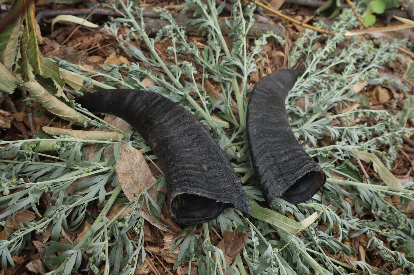 Goat Horns - Pair