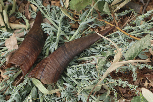 Goat Horns - Pair