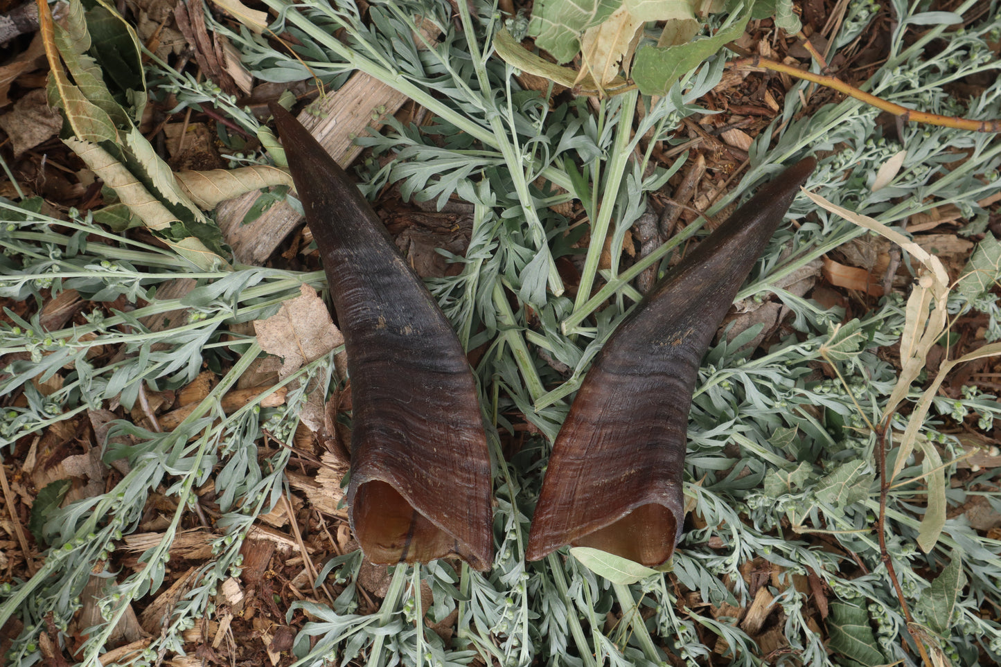 Goat Horns - Pair