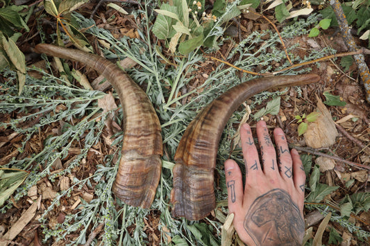Goat Horns - Pair