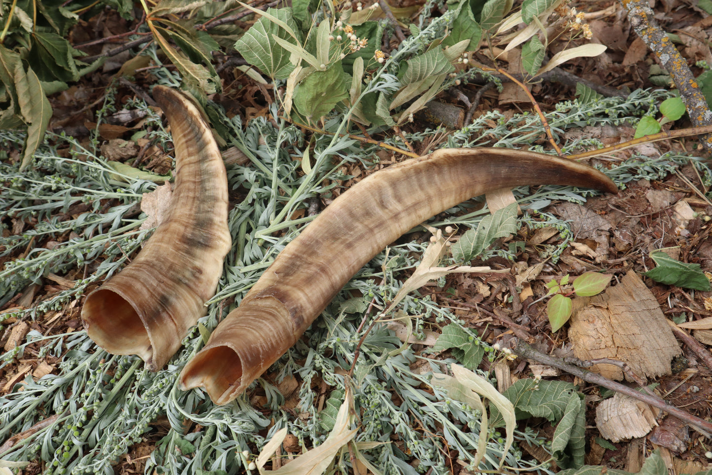 Goat Horns - Pair